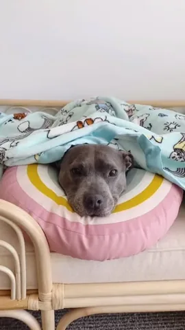 the_blueboys Instagram post about Dog blanket product promotion
