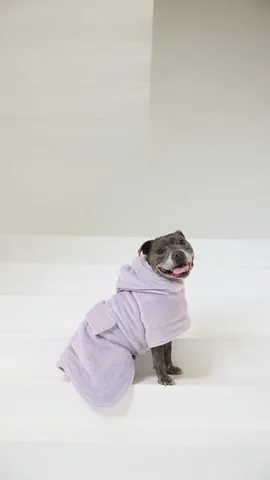 the_blueboys Instagram post about Matching dog and owner apparel