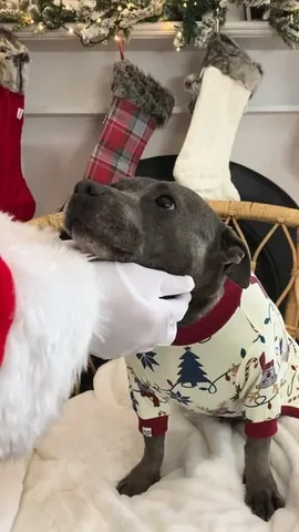 the_blueboys Instagram post about Dog rescue fundraising