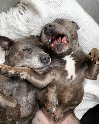 the_blueboys Instagram post about Pet memories