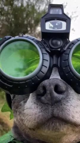 the_blueboys Instagram post about Behind the scenes pet video