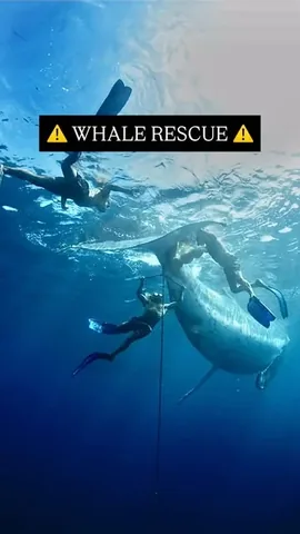 thebucketlistfamily Instagram post about Whale rescue and ocean conservation