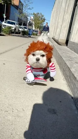 the_doggie_days Instagram post about Halloween dog costume