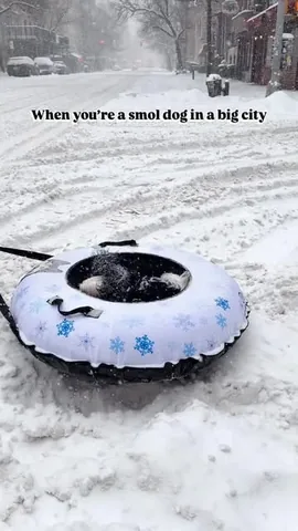 the_doggie_days Instagram post about Winter dog care