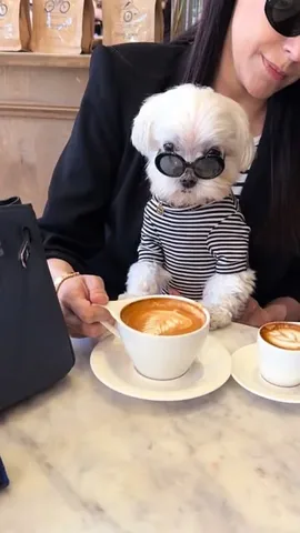 the_doggie_days Instagram post about Matching dog and owner outfits