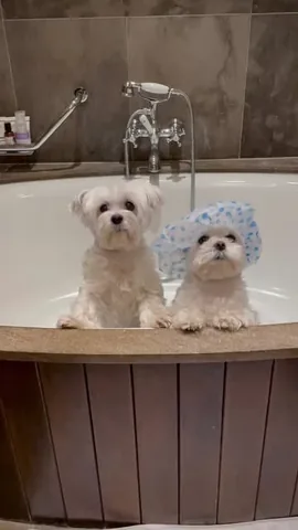 the_doggie_days Instagram post about Dog bath routine