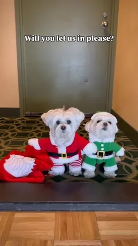 the_doggie_days Instagram post about Holiday dog costume