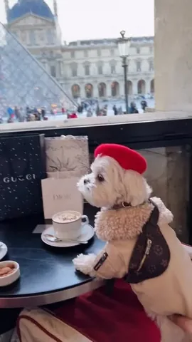 the_doggie_days Instagram post about Emily in Paris inspired dog content