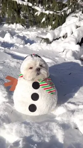 the_doggie_days Instagram post about Snow themed dog costume