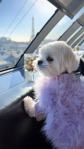 the_doggie_days Instagram post about Dog clothing and fashion