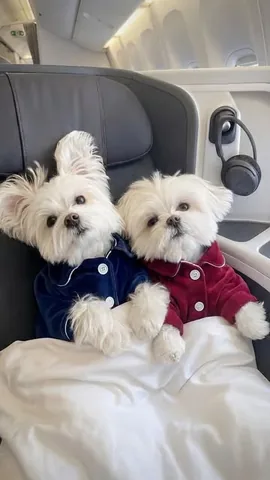 the_doggie_days Instagram post about Luxury dog travel
