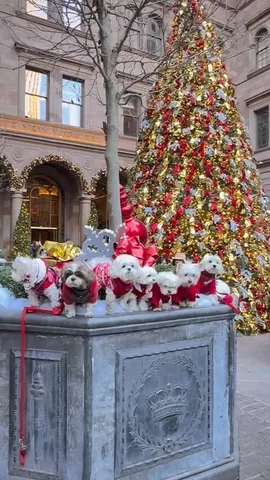 the_doggie_days Instagram post about New York City dogs during the holiday season