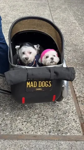 the_doggie_days Instagram post about Dog friendly cart ride