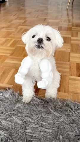 the_doggie_days Instagram post about Small dog humor