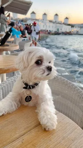 the_doggie_days Instagram post about Dog friendly travel in Mykonos