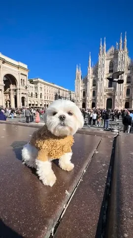 the_doggie_days Instagram post about Luxury dog travel