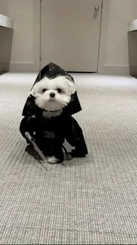 the_doggie_days Instagram post about Star Wars themed dog content