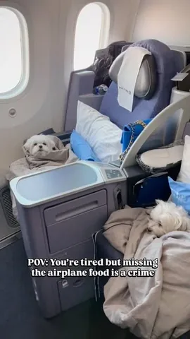 the_doggie_days Instagram post about Dog air travel