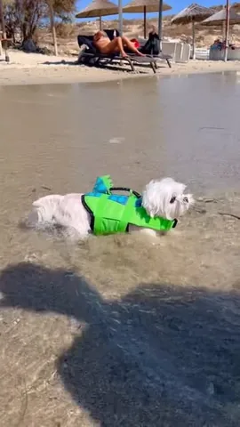 the_doggie_days Instagram post about BTS inspired dog video