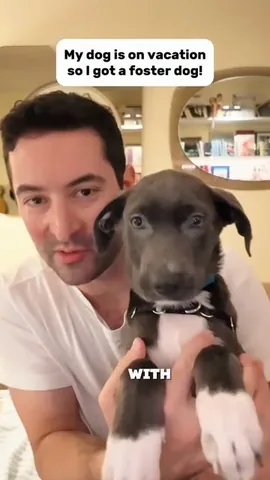 thedogist Instagram post about Dog adoption