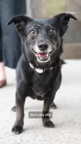 thedogist Instagram post about Rescue dog contest