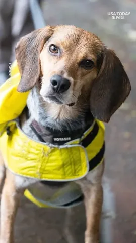 thedogist Instagram post about Creator profile