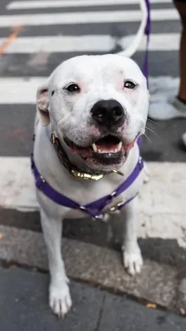 thedogist Instagram post about Dog profile