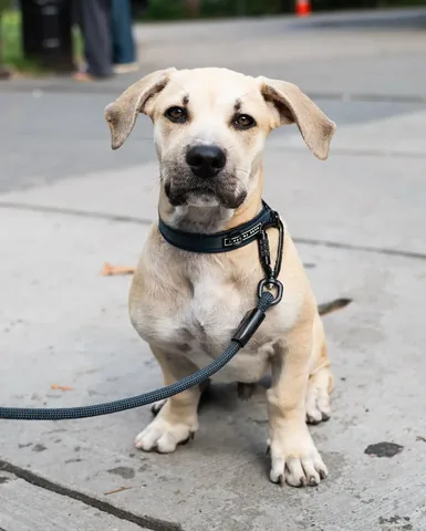 thedogist Instagram post about Rescue puppy profile