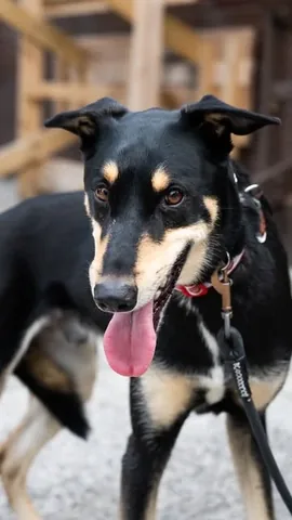 thedogist Instagram post about Rescue dog profile