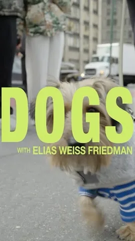 thedogist Instagram post about YouTube series announcement