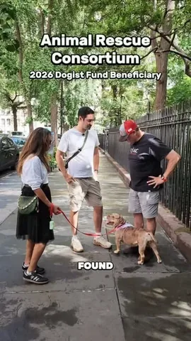thedogist Instagram post about Animal rescue fundraising