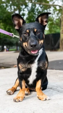 thedogist Instagram post about Rescue dog profile