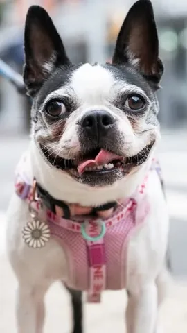 thedogist Instagram post about Pet owner story
