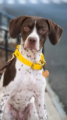 thedogist Instagram post about Dog profile
