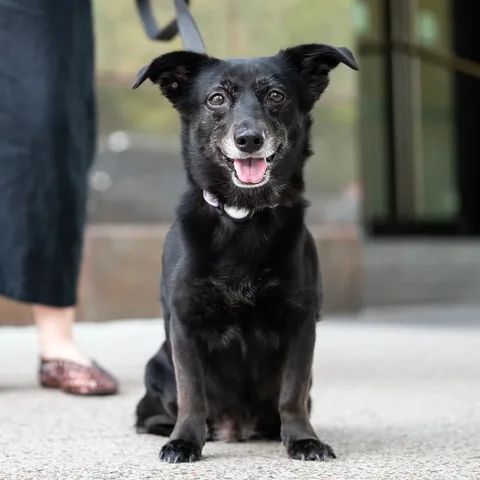 thedogist Instagram post about Rescue dog competition