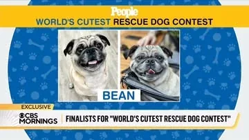 The Dogist Instagram post thumbnail