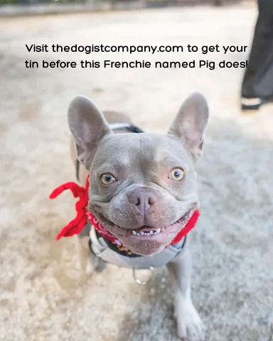 The Dogist Instagram post thumbnail
