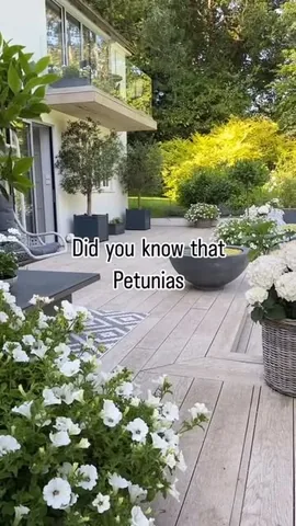 thehousebuild Instagram post about Petunias and insects