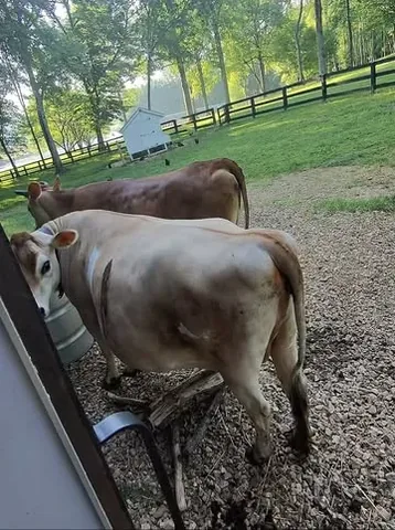 themikesellfamily Instagram post about Cattle sale