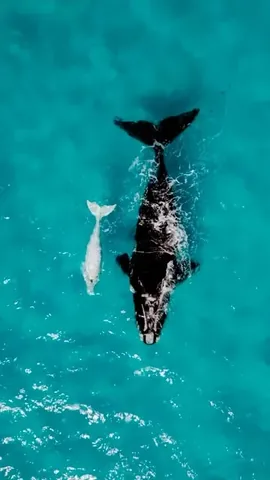 thesimplefolk_ Instagram post about Whale watching