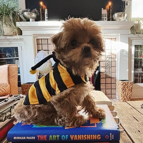 thesunnylibrarian Instagram post about Reading with a puppy