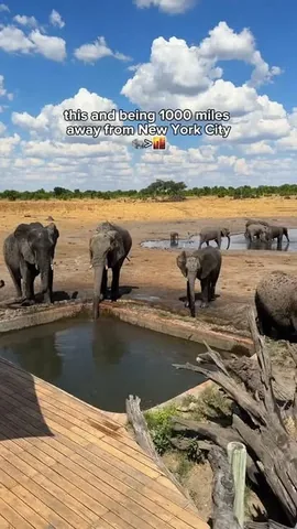 theworldpursuit Instagram post about Zimbabwe safari