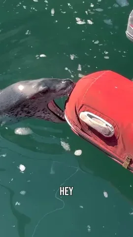 the_wynns Instagram post about Leopard seal encounter