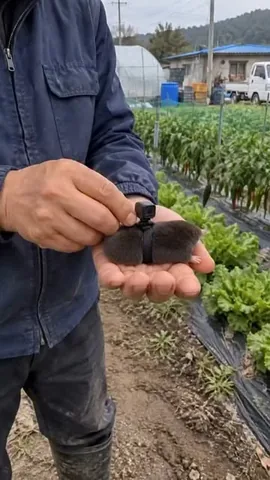 theyungp Instagram post about Rodent encounter