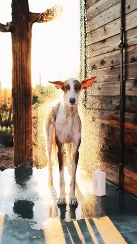 thiswildidea Instagram post about Dog companionship