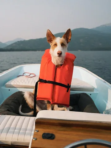 thiswildidea Instagram post about Dog companionship