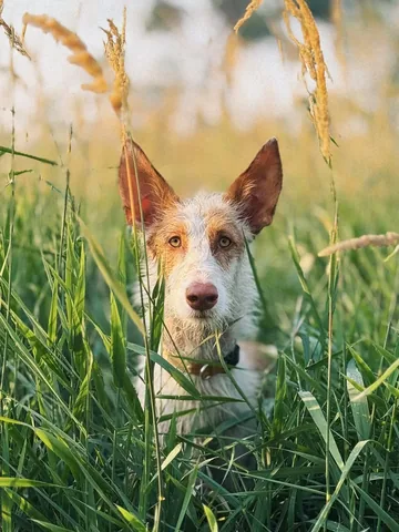 thiswildidea Instagram post about Dog portrait