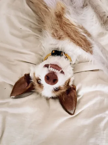 thiswildidea Instagram post about Dog photography