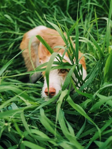 thiswildidea Instagram post about Dog companionship
