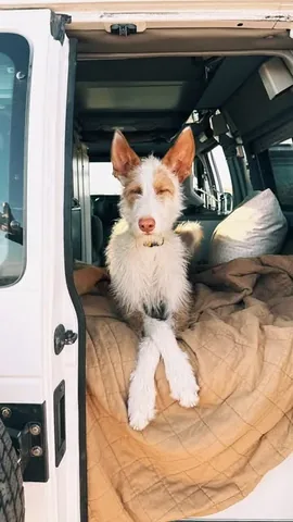thiswildidea Instagram post about Dog friendly travel